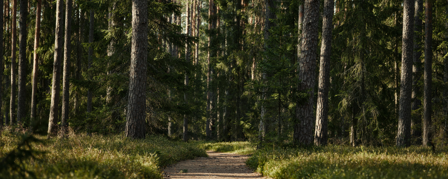 Imagem Natureza